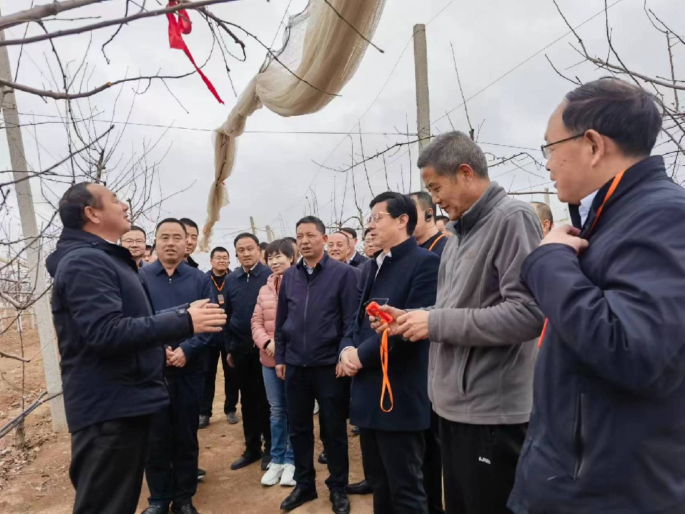 延安南沟苹果种植基地